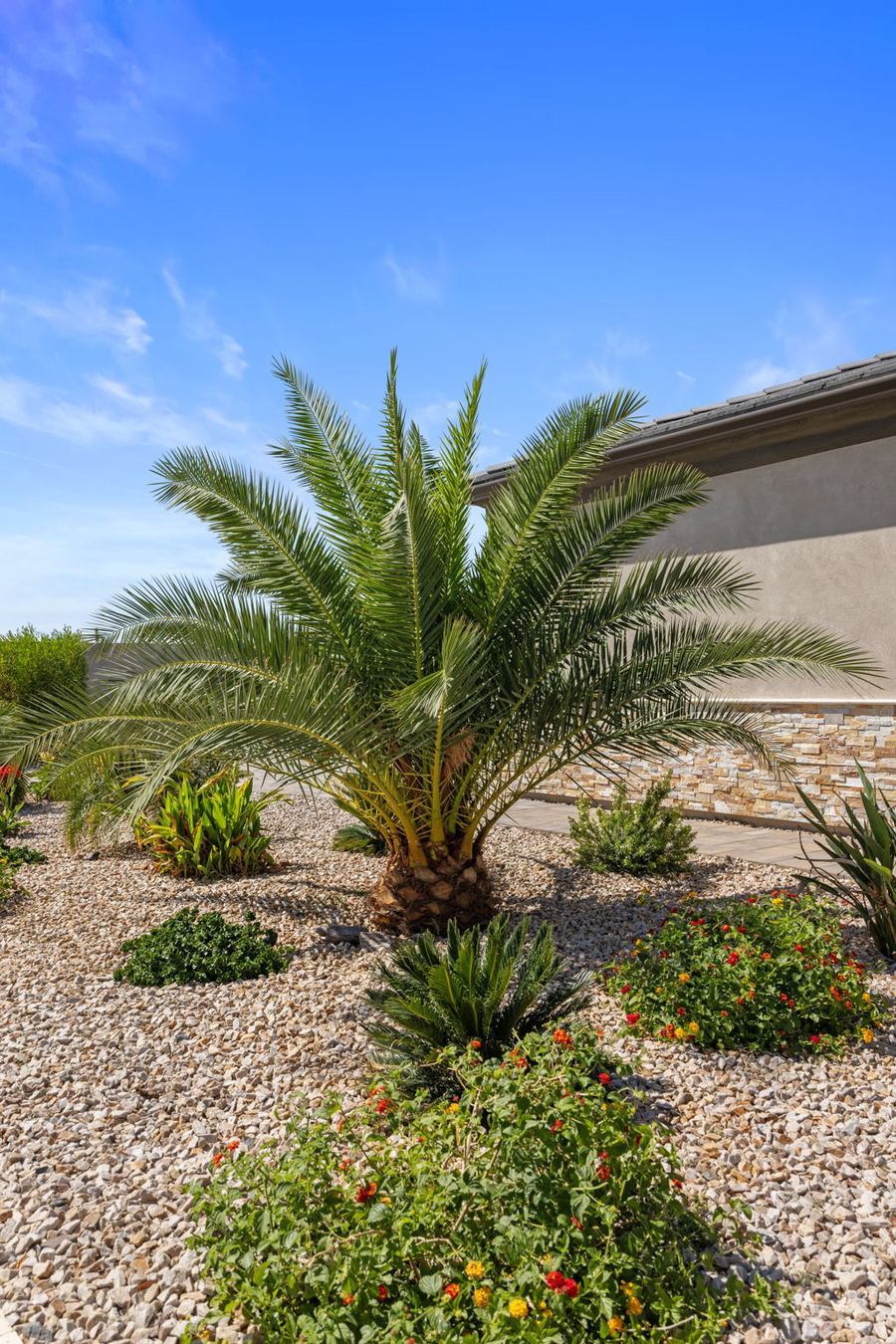 Palm with flowering shrubs in a gravel bed