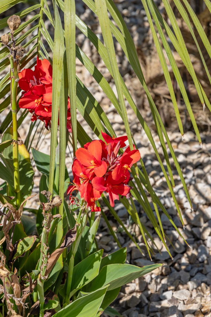 Red flowers among palm fronds