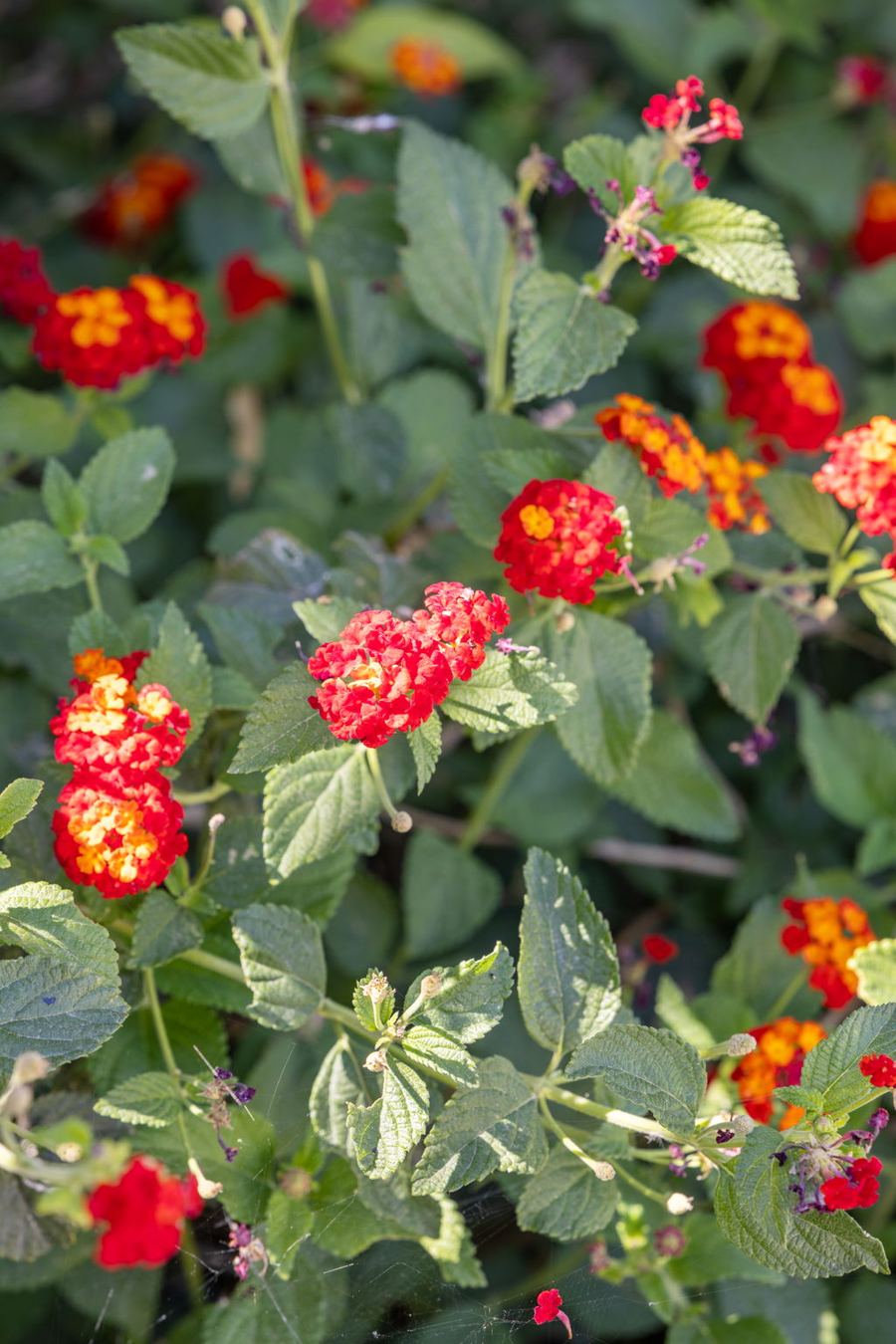 Red and orange lantana blooms