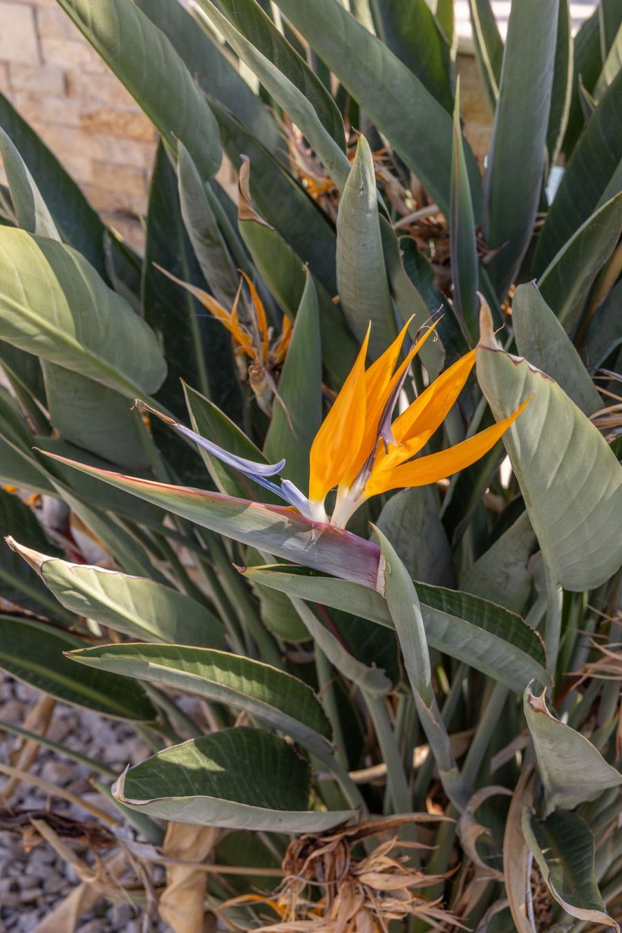 Bird of paradise bloom