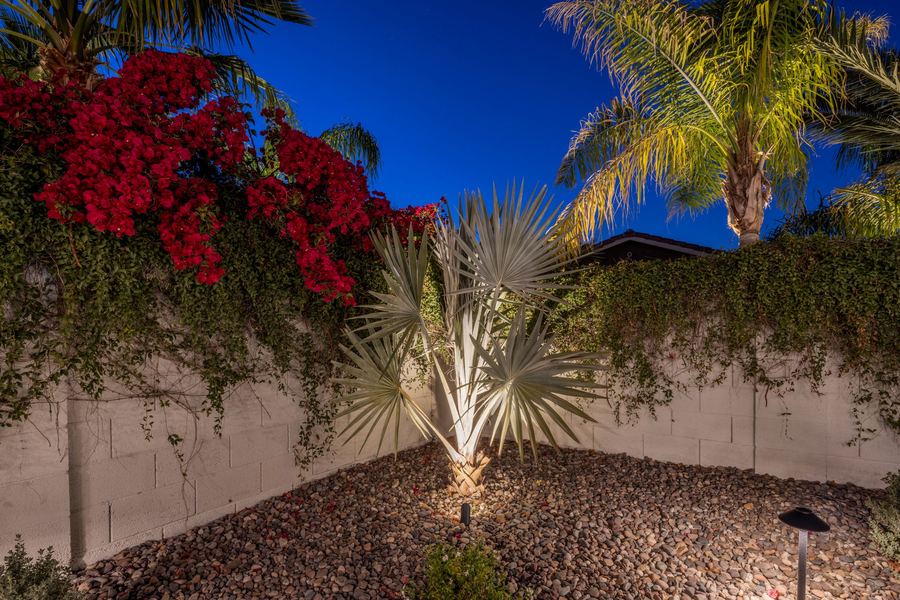 Uplit palm and bougainvillea along the back wall at night